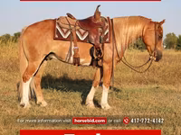 Caballo, Gypsy horse — foto 1