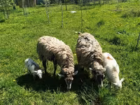Carnero, Katum sheep — foto 3