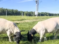 نعجة, Kuibyshev sheep — الصورة 6