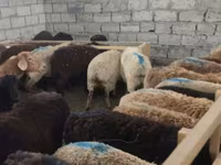نعجة, الأغنام — الصورة 2