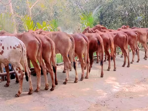গাভী, বিফালো — বাংলাদেশ