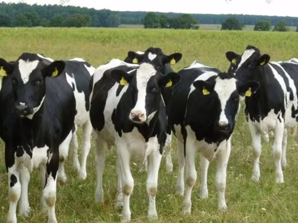 Kuh, Holstein-Rasse
