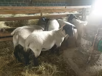 মেষী, Baerchuke sheep — ছবি 1