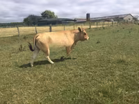 Kuh, Partenaise cattle — Foto 3