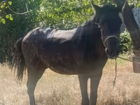 Caballo, French Trotter — foto 1