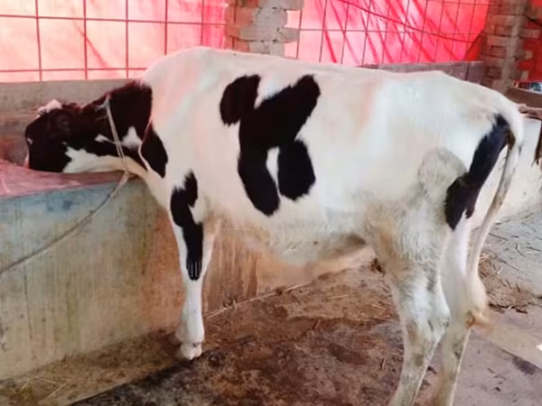 গাভী, বিফালো — বাংলাদেশ