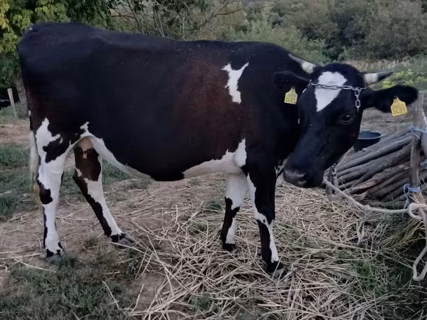 Vaca, Raza Holstein