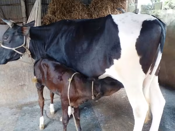 গাভী, বিফালো — বাংলাদেশ
