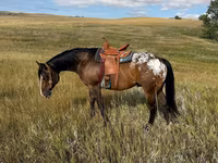 ঘোড়া, Horses of Sable Island — ছবি 3