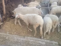كبش, Merino sheep — الصورة 4