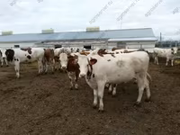 Bulle, Yaroslavl cattle — Foto 7