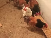 Chickens — ছবি 6