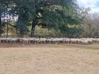 মেষী, Baerchuke sheep — ছবি 1