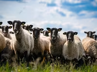 كبش, Hissar sheep — الصورة 1