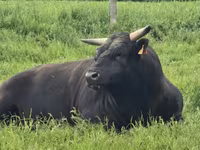 गाय, वाग्यू — फ़ोटो 4