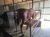 घोड़ा, Thoroughbred horse — फ़ोटो 7