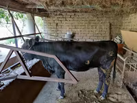 গাভী, গরু — ছবি 3