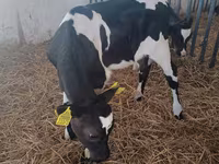 Kuh, Holstein-Rasse — Foto 4