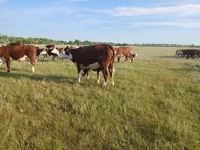 गाय, Latvian Blue cattle — फ़ोटो 2