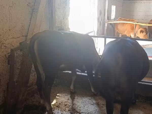 نژاد آلتائو