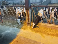 Bulle, Yaroslavl cattle — Foto 1
