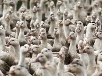American Pekin — Foto 3