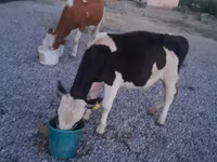 ثور, Swiss cattle — الصورة 5