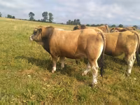 ষাঁড়, Aubrac cattle — ছবি 1