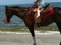 Stute, American paint horse — Foto 1