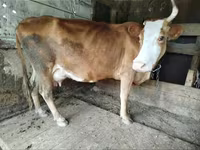 গাভী, গরু — ছবি 8
