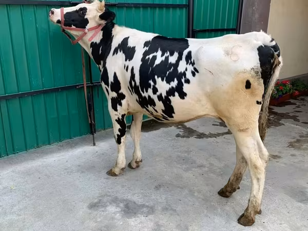 Kuh, Holstein-Rasse