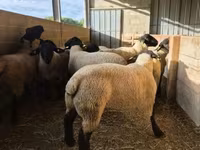 ভেড়ার পাঁঠা, White Suffolk sheep — ছবি 3