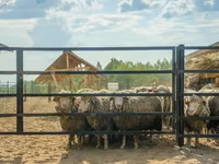 كبش, Kuibyshev sheep — الصورة 1