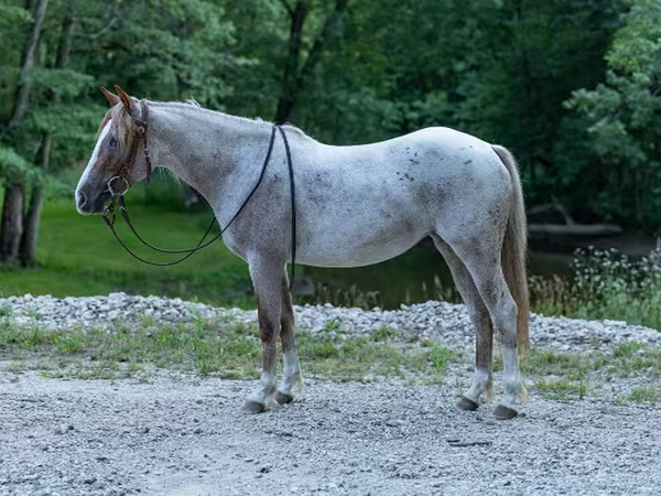 فرس, Quarter Horse