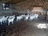 Goat, Goats — photo 2