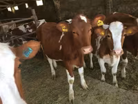 بقرة, Simmental cattle — الصورة 1