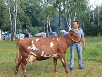 গাভী, গোলস্টাইন জাত — ছবি 4