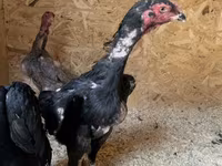 Chickens — ছবি 6