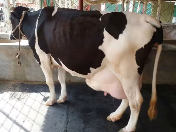 গাভী, বিফালো — বাংলাদেশ