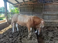 ষাঁড়, Blonde d’Aquitane cattle — ছবি 5