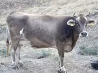 Kuh, Ukrainian Brown Dairy Cattle — Foto 3