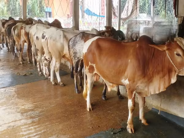 ষাঁড়, গরু — বাংলাদেশ