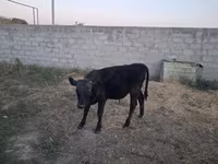 ষাঁড়, আলাতাউস্কায় প্রজাতি — ছবি 7