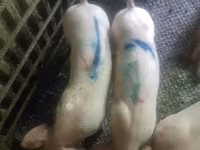 পুরুষ শূকর, শূকর — ছবি 3