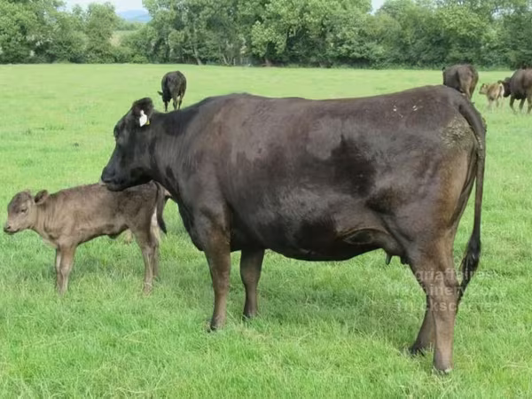 गाय, वाग्यू