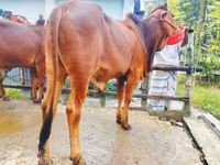 ষাঁড়, গরু — ছবি 4