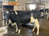 Kuh, Holstein-Rasse — Foto 7