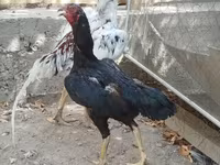 Chickens — Foto 1