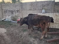 ষাঁড়, আলাতাউস্কায় প্রজাতি — ছবি 4