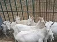 Cabro, Boer goat — foto 6